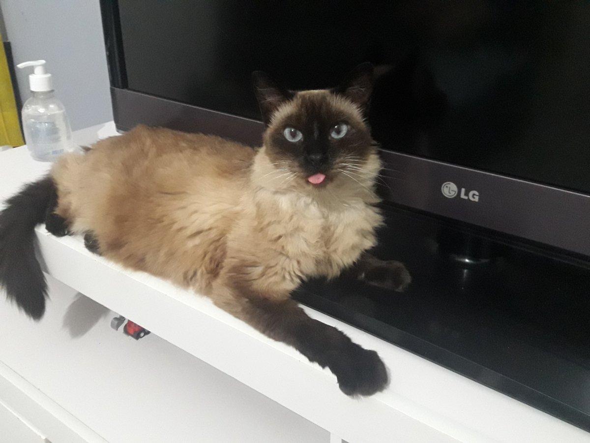 <a href="/DontShowYourCat/">Dont Show Your Cat</a> I hate and love her from the bottom of my heart.