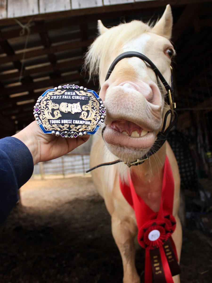 The_Wanderer73's tweet photo. When you win your 3rd buckle and you're proud of yourself: https://t.co/xn5Ukc8NZ0