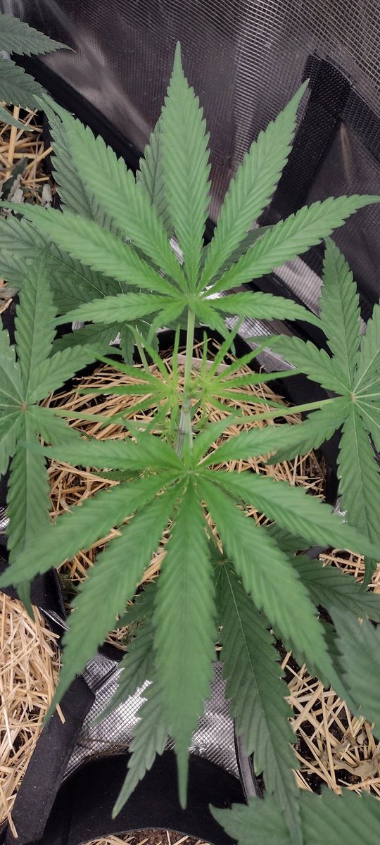 DjVisionaire's tweet photo. π± "Northern lights" #1
𧬠Alter Ego Genetics
π¨ @irvineseedco
π‘βΊππ¨ @MarsHydroLight #Tsl2000 #AllInOneGrowKit
#CannabisCommunity #MedicalCannabis #growyourown #CannabisGrower #Mmemberville #IrvineArmy #420Community #StonerFam #WeedLovers #cannabisculture https://t.co/aO2YUIxnGB