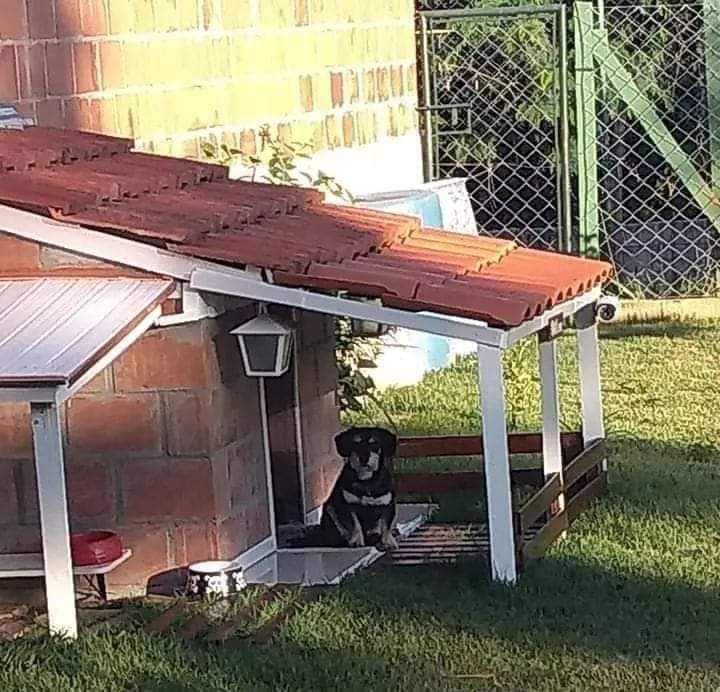 itimaliasof's tweet photo. Trabalhe duro para dar ao seu cachorrinho o lar que ele merece. ❤️🐾🐾 https://t.co/QpoRiAmoLa