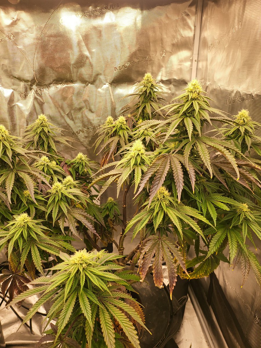 WBoH2020's tweet photo. Week 4 of flower for my lovely 😍 Ayos x Freekshow by @irvineseedco. Trying two different trimming styles this go. #mogrow #MMJ #Mmemberville https://t.co/tL9lGVT5fn
