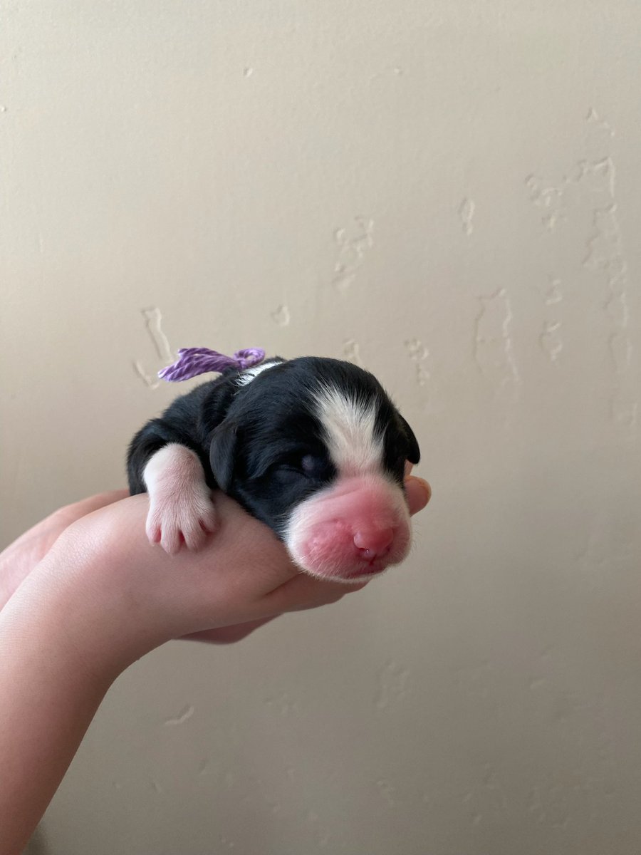 They’re here! 9 beautiful mini Sheepadoodle puppies ❤️
beautifuldoodlesofcalifornia.com.