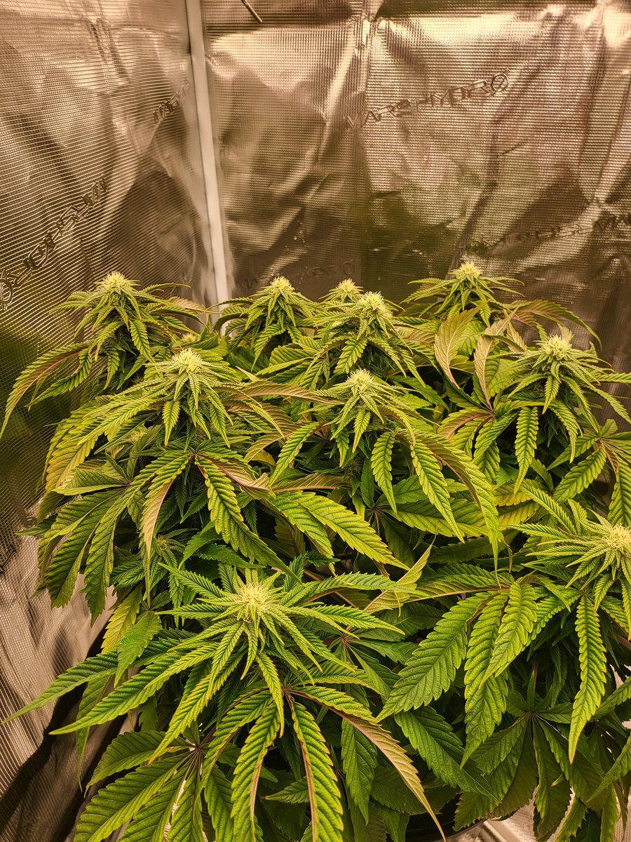 WBoH2020's tweet photo. Week 4 of flower for my lovely 😍 Ayos x Freekshow by @irvineseedco. Trying two different trimming styles this go. #mogrow #MMJ #Mmemberville https://t.co/tL9lGVT5fn