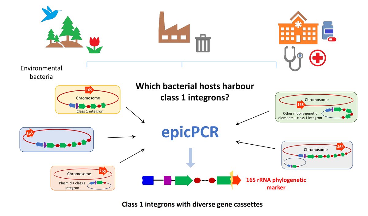 EMMA V Lab (@emmavlab) on Twitter photo Check out our new paper in <a href="/EnvSciTech/">Environmental Science & Technology Journals</a> pubs.acs.org/doi/10.1021/ac…
“A single-cell genomic approach for identifying uncultivated, environmental bacterial hosts of class 1 integrons” <a href="/anibio/">Ani (Anahit) Penesyan</a> <a href="/Vaheesan_R/">Dr Vaheesan Rajabal</a> Check out our new paper in <a href="/EnvSciTech/">Environmental Science & Technology Journals</a> pubs.acs.org/doi/10.1021/ac…
“A single-cell genomic approach for identifying uncultivated, environmental bacterial hosts of class 1 integrons” <a href="/anibio/">Ani (Anahit) Penesyan</a> <a href="/Vaheesan_R/">Dr Vaheesan Rajabal</a>