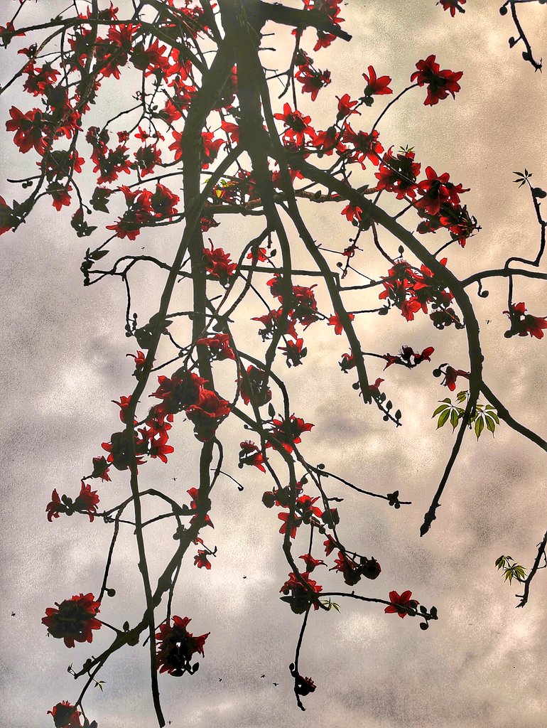 artizzzz's tweet image. Grey skies and a season passing by

#CloudyMornings
#Semal