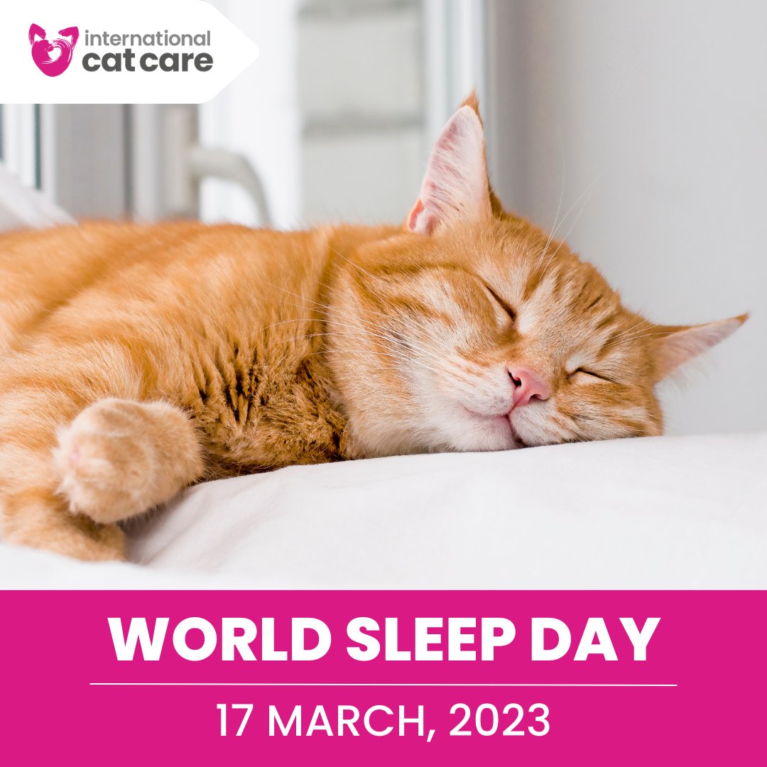 iCatCare's tweet photo. 💤 Cats sleep on average 15 hours a day
🌙 Naturally more active at dusk and dawn
🐈 Cats have adapted to be light sleepers and ready to flee at any moment
💭 Cats can dream! You may notice them chattering or twitching

Show us your cat enjoying #WorldSleepDay 📸 https://t.co/1W8bgey0ml