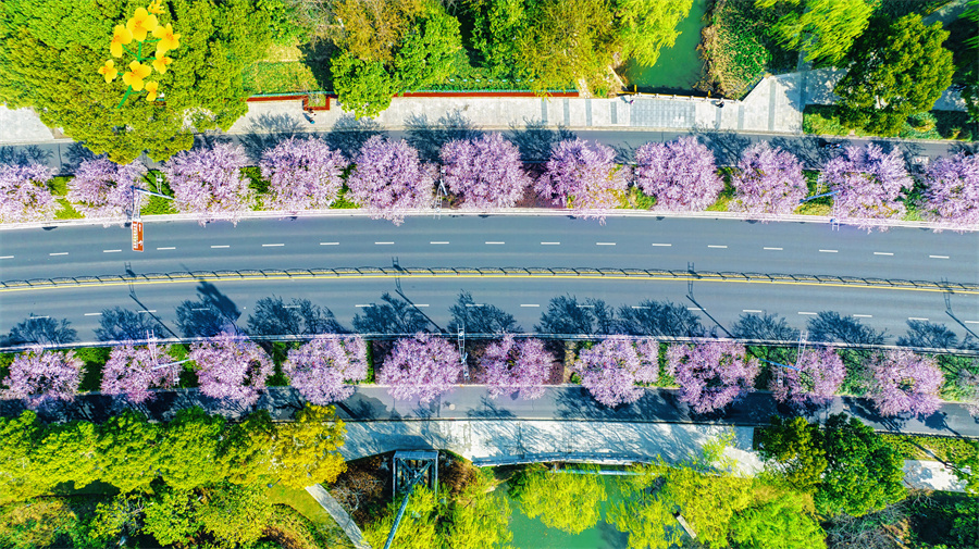 As one of the first seven national ecological garden cities, #Kunshan has been accelerating its pace of becoming a park city. By the end of 2022, its urban built-up area had reached a green coverage rate of 44.98％, and a per capita public green area of 14.92 sq m. #EcoKunshan