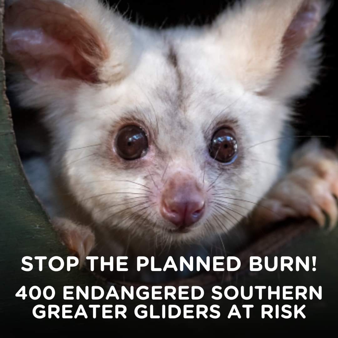 AJP_Victoria's tweet photo. Strathbogie State Forest was recently declared an Immediate Protection Area by @VictorianLabor in recognition
of its importance for protecting the nationally endangered
Southern Greater Glider.
Yet
@DEECA_Vic @DanielAndrewsMP
are planning to burn it.

SIGN
https://t.co/w8Ise1CCC3 https://t.co/ZdI9GM9xbO