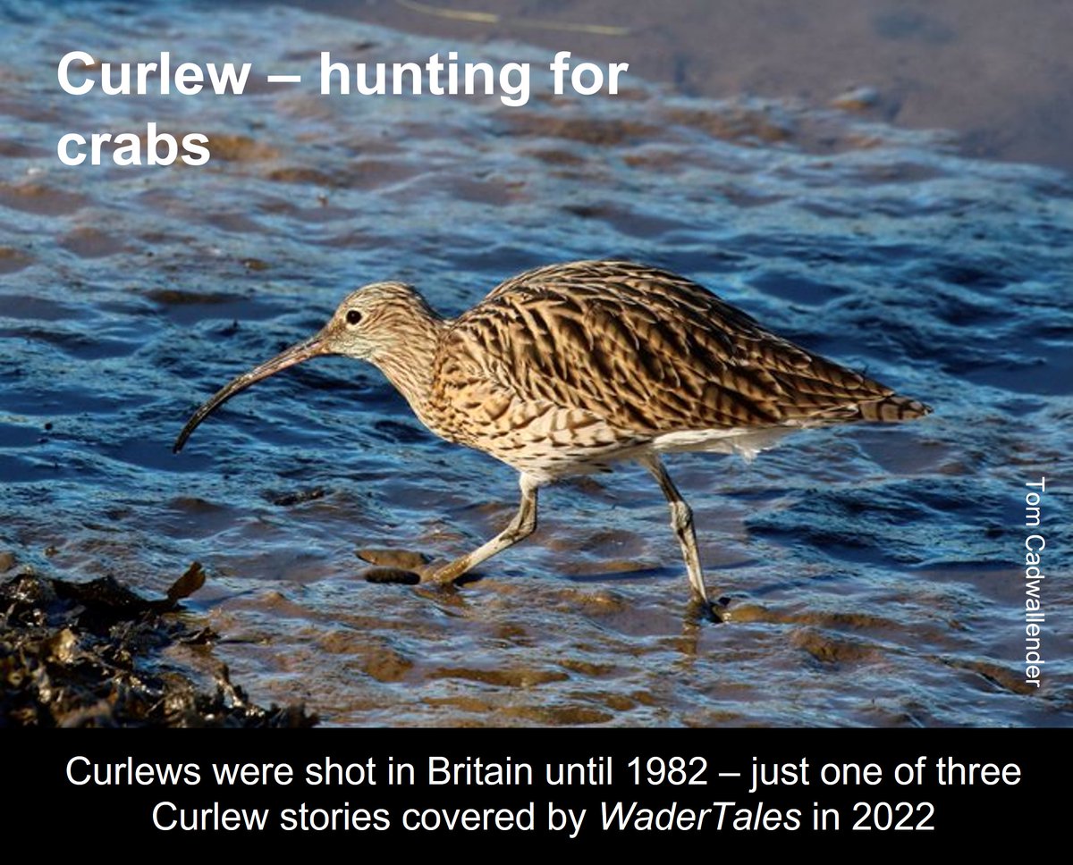 Graham Appleton (@grahamfappleton) on Twitter photo New to #WaderTales?
Tales about #waders from 2022:
wadertales.wordpress.com/2022/12/22/wad…
Thanks to:
<a href="/modelbirder/">Katharine Bowgen</a> <a href="/VMendezAragon/">Verónica Méndez Aragón(she/her)</a> <a href="/_SamanthaFranks/">Dr Samantha Franks</a> <a href="/Ewing_birds/">Harry Ewing</a> <a href="/_Kristal_K/">Dr Kristal Kostoglou</a> <a href="/geethansen/">Birgita Hansen</a> @jennylinscott @TriinKaasiku <a href="/Camilo_Carneiro/">Camilo Carneiro</a> <a href="/i_woodward/">Ian Woodward</a> <a href="/eldisarna/">Eldís Arna</a> <a href="/XiaodanWang5/">Xiaodan Wang</a> <a href="/Zhijun_Ma/">Zhijun Ma</a> Clément Jourdan New to #WaderTales?
Tales about #waders from 2022:
wadertales.wordpress.com/2022/12/22/wad…
Thanks to:
<a href="/modelbirder/">Katharine Bowgen</a> <a href="/VMendezAragon/">Verónica Méndez Aragón(she/her)</a> <a href="/_SamanthaFranks/">Dr Samantha Franks</a> <a href="/Ewing_birds/">Harry Ewing</a> <a href="/_Kristal_K/">Dr Kristal Kostoglou</a> <a href="/geethansen/">Birgita Hansen</a> @jennylinscott @TriinKaasiku <a href="/Camilo_Carneiro/">Camilo Carneiro</a> <a href="/i_woodward/">Ian Woodward</a> <a href="/eldisarna/">Eldís Arna</a> <a href="/XiaodanWang5/">Xiaodan Wang</a> <a href="/Zhijun_Ma/">Zhijun Ma</a> Clément Jourdan