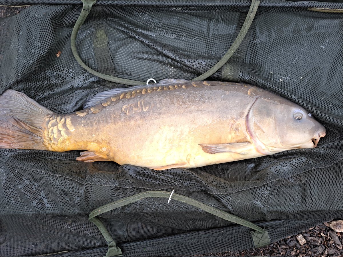 andy_the_angler's tweet photo. #morning #bite #bitetime #mirrorcarp 4th of the session #fishing #carping https://t.co/0gd9UNOjp8