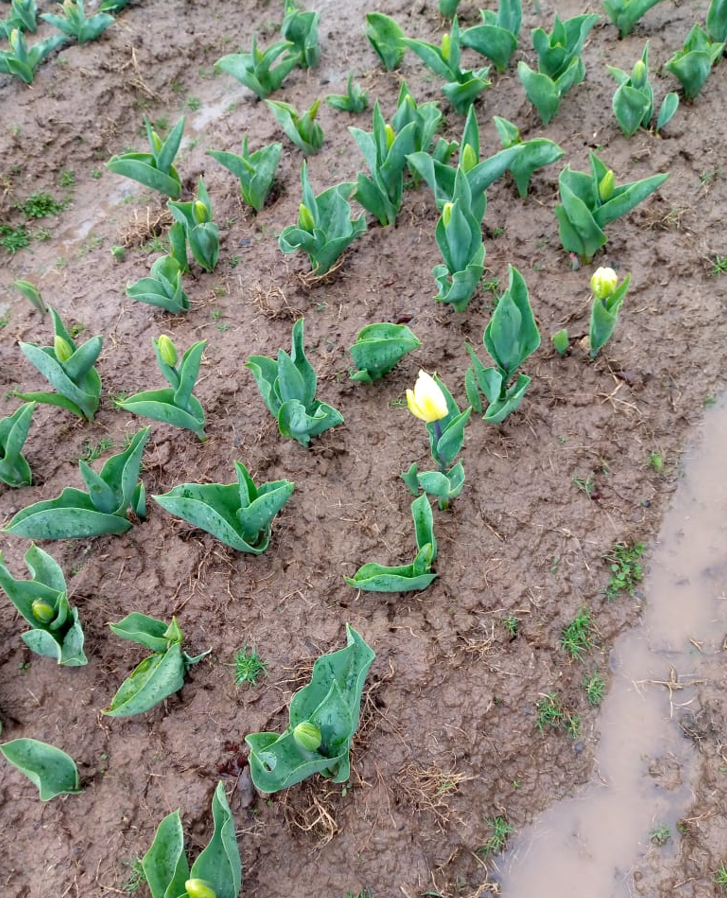 mussarat_zia's tweet photo. Ramban has Srinagar's kid Tulip cousin at the picturesque Sanasar resort! 
Now expanded to 40 kanal, it will spread its colorful fragrance in the last week of March. 
Be there at the Tulip Garden and witness Nature's full bloom. @dcramban https://t.co/D0YMgRm4WY