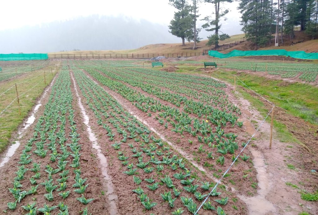 mussarat_zia's tweet photo. Ramban has Srinagar's kid Tulip cousin at the picturesque Sanasar resort! 
Now expanded to 40 kanal, it will spread its colorful fragrance in the last week of March. 
Be there at the Tulip Garden and witness Nature's full bloom. @dcramban https://t.co/D0YMgRm4WY