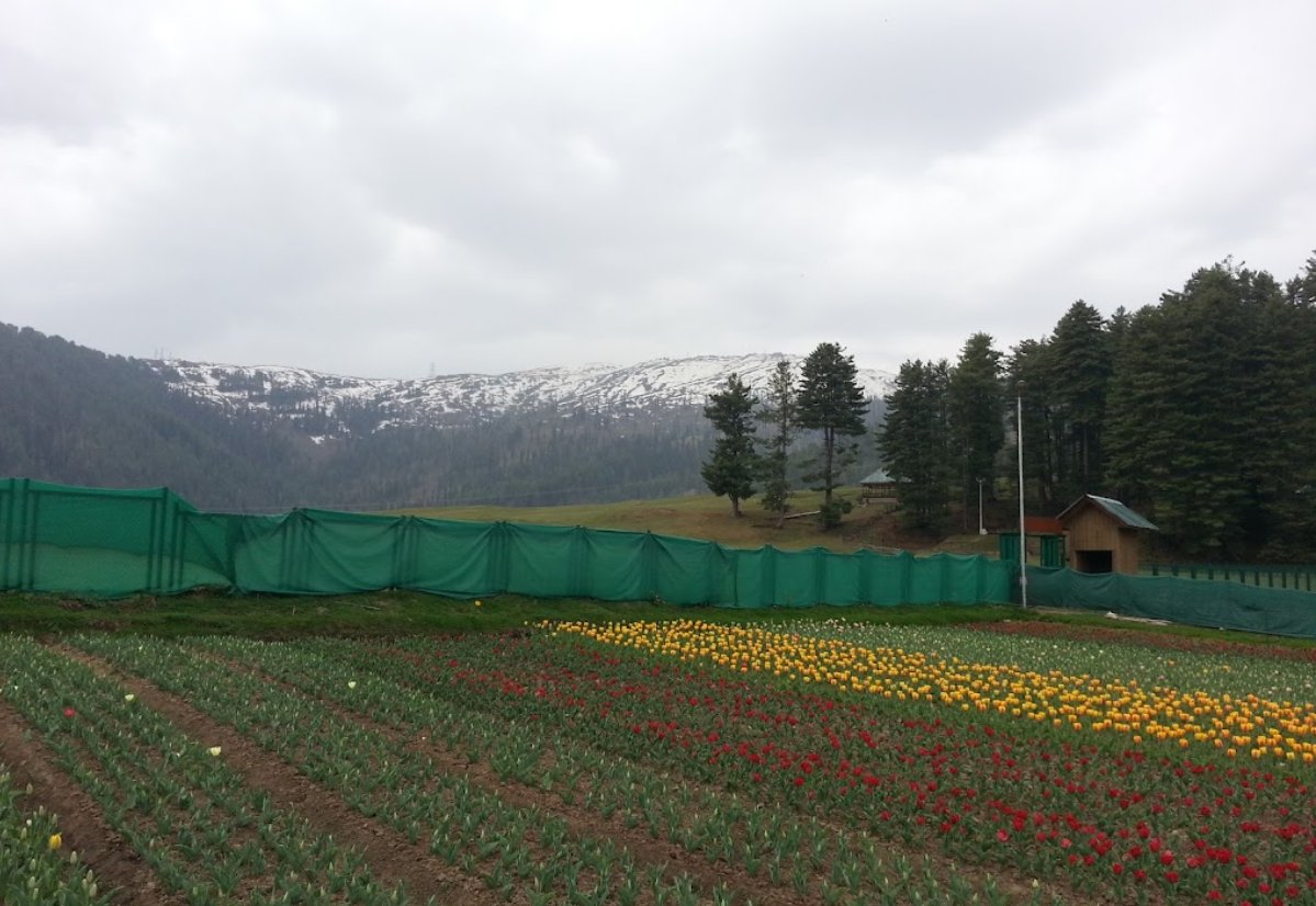 mussarat_zia's tweet photo. Ramban has Srinagar's kid Tulip cousin at the picturesque Sanasar resort! 
Now expanded to 40 kanal, it will spread its colorful fragrance in the last week of March. 
Be there at the Tulip Garden and witness Nature's full bloom. @dcramban https://t.co/D0YMgRm4WY