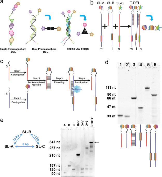 ChemistryNews's tweet photo. Trio-pharmacophore DNA-encoded chemical library for simultaneous selection of fragments and linkers https://t.co/TIEDpjmXeb https://t.co/a8VNehYpsE