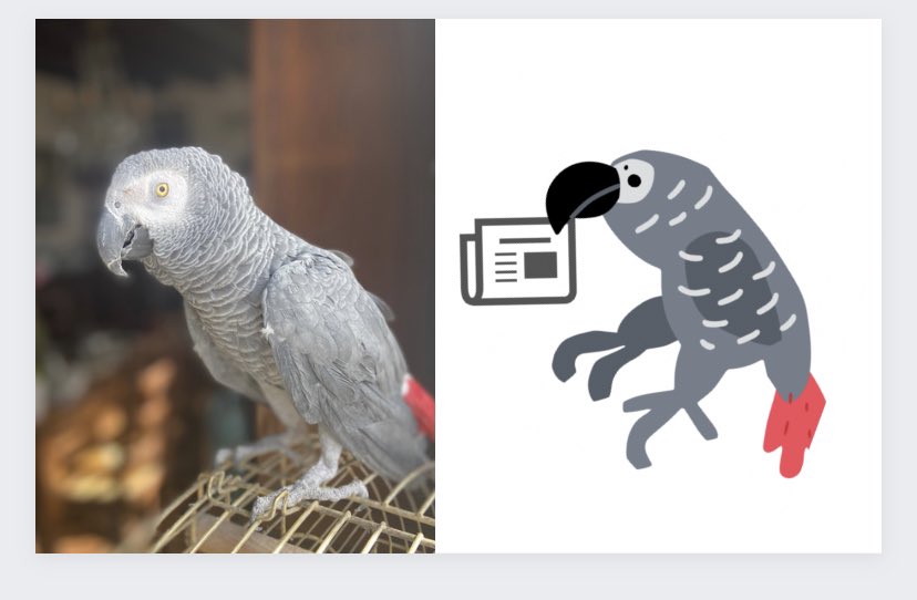 🟠 #communication : Cher réseau, comme promis, voici la mascotte stylisée de Félix ! 🦜 Elle accompagnera nos annonces sur les #reseauxsociaux 🗞️  
#relationspresse #relationspubliques #oiseaux #designspiration #agencedecommunication #digitalillustration