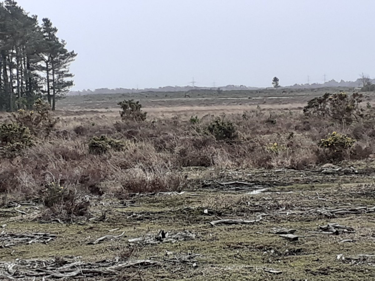 Janetalkstrees's tweet image. Always a good week when it includes visiting 2 national parks in 2 days...considering open habitat restoration and blended finance in the New Forest and South Downs respectively.