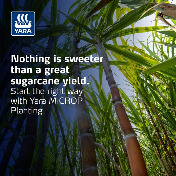 kendiwinjoy12's tweet photo. Whether it’s a new plant or a ratoon, sugarcane in its early stages can benefit from YaraMiCROP 
Find out how to use YaraMiCROP to start your crop down the path to better tonnage from our sugarcane Crop Nutrition Program at: https://t.co/MPAZhaypVj
#KnowledgeGrows #MboleaNiYara https://t.co/5N7eJFtrMr