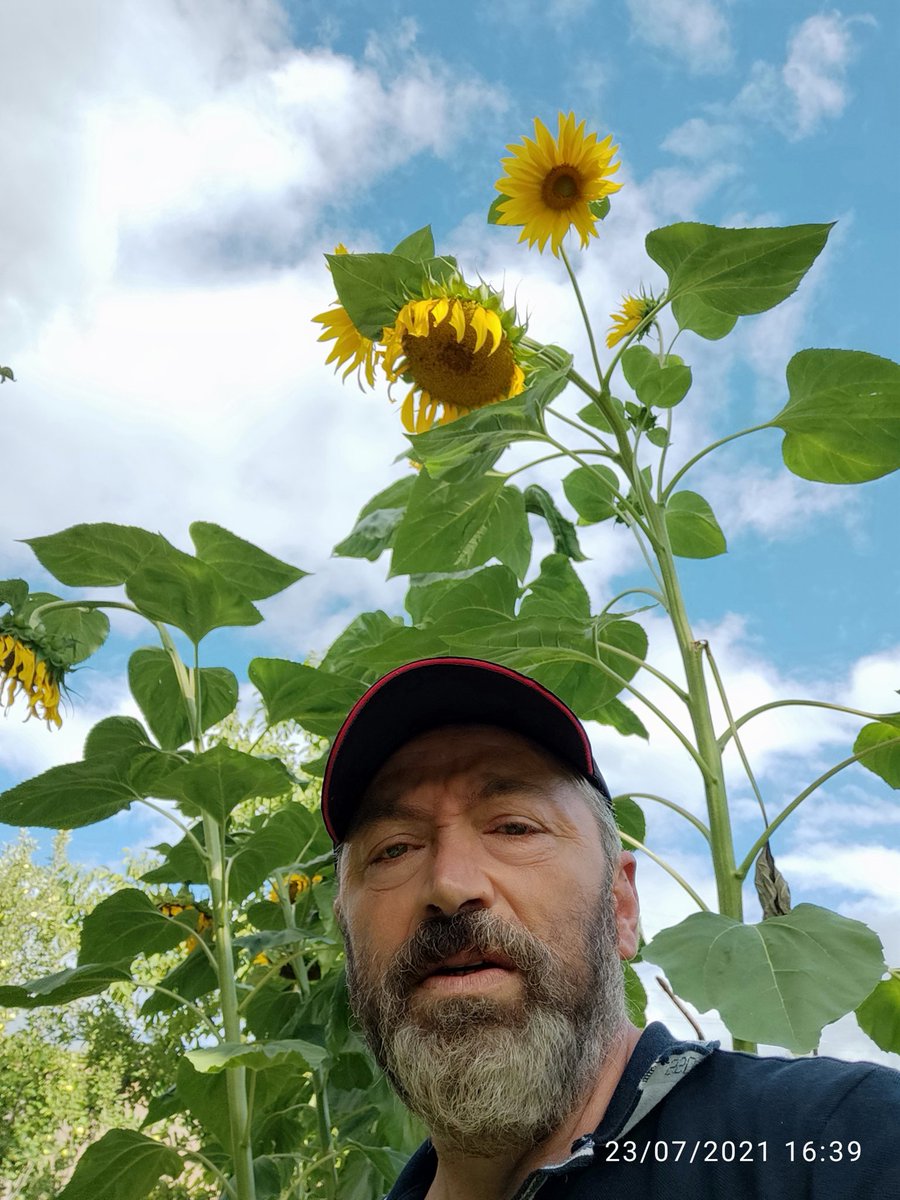 Ata tohumlarından ayçiçeği.
#MemleketMeselesi