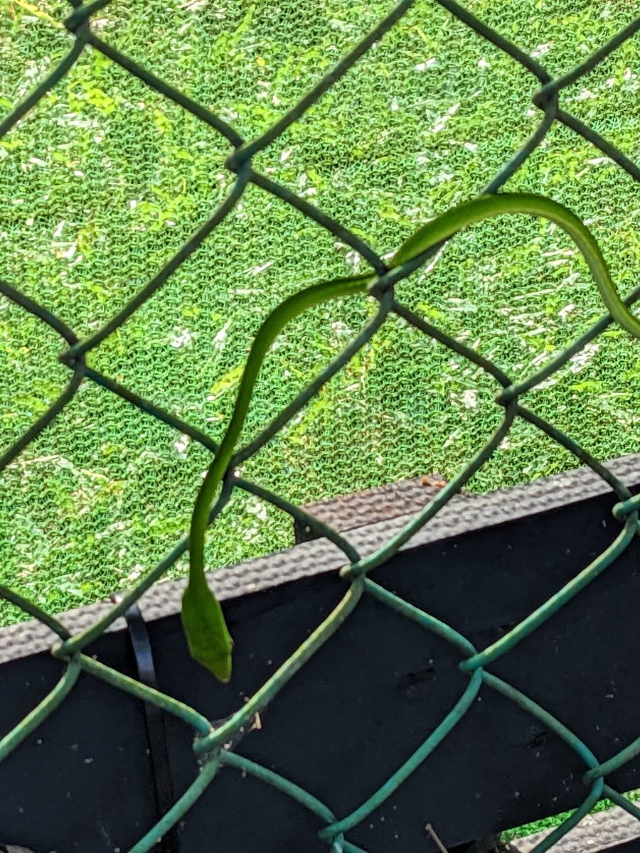 Florian Hopf tweet media