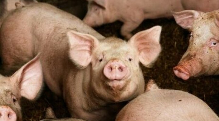 Una parte de nuestros manantiales y acuíferos se encuentran contaminados por nitratos. Ello es debido a la agricultura de regadío intensivo y a la ganadería intensiva, y ambas no paran de crecer. Una contaminación difusa que está afectando al abastecimiento de bastante municipios