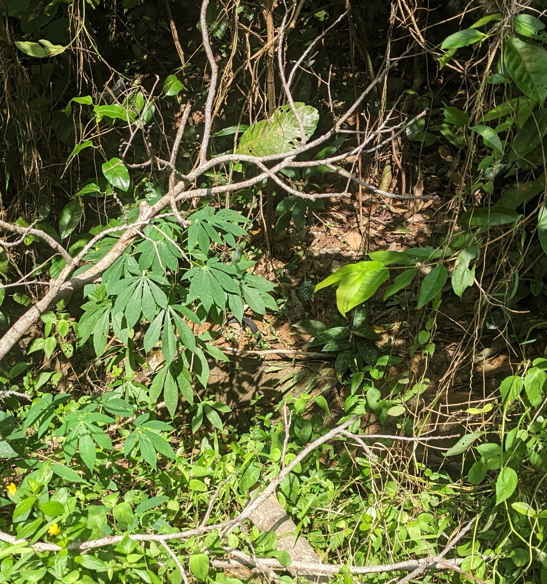 Florian Hopf tweet media