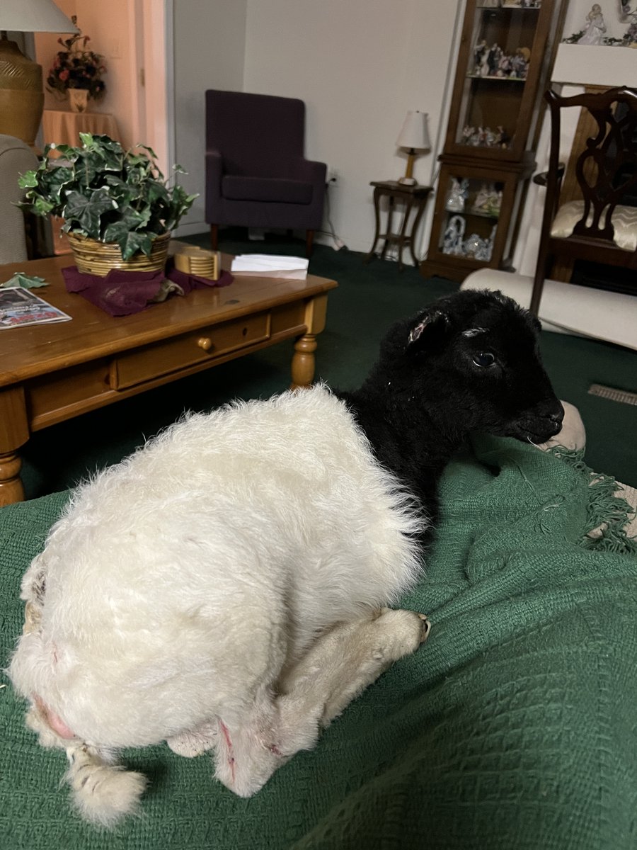 Since Lucky still has wounds healing and a lot of fur still growing back, he spends the nights inside with us when the temps drop below 40. Anyone else have a lap lamb?