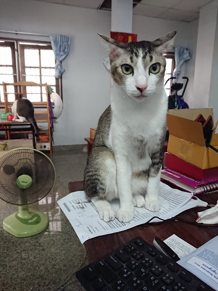 my boys

#Cat #catlover