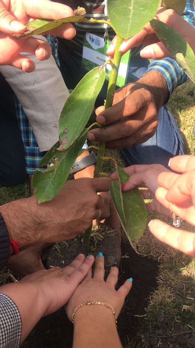 CIMMYTLegal's tweet photo. @CIMMYT planted trees in the framework of the #ScienceandInnovationWeek and CIMMYT’s strategy 2030. Tree number 6 by the Legal Department and crop colleagues https://t.co/69xTLGic4X