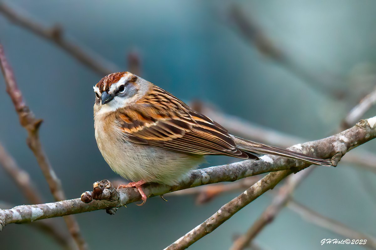 A Chipping Sparrow in the apple tree on a blustery afternoon.
#TwitterNatureCommunity #NaturePhotography #naturelovers #birding #birdphotography #wildlifephotography #chippingsparrow #sparrow #chippy