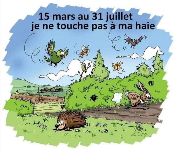 sosbiodiversite's tweet photo. Nid en cours : Ne taillez pas vos haies, n'élaguez pas vos arbres .
C’est la pleine saison de nidification chez les oiseaux et beaucoup d’espèces s'installent dans les #haies et les arbustes.  🐣 
#NidEnCours https://t.co/6a3QiEKt1S