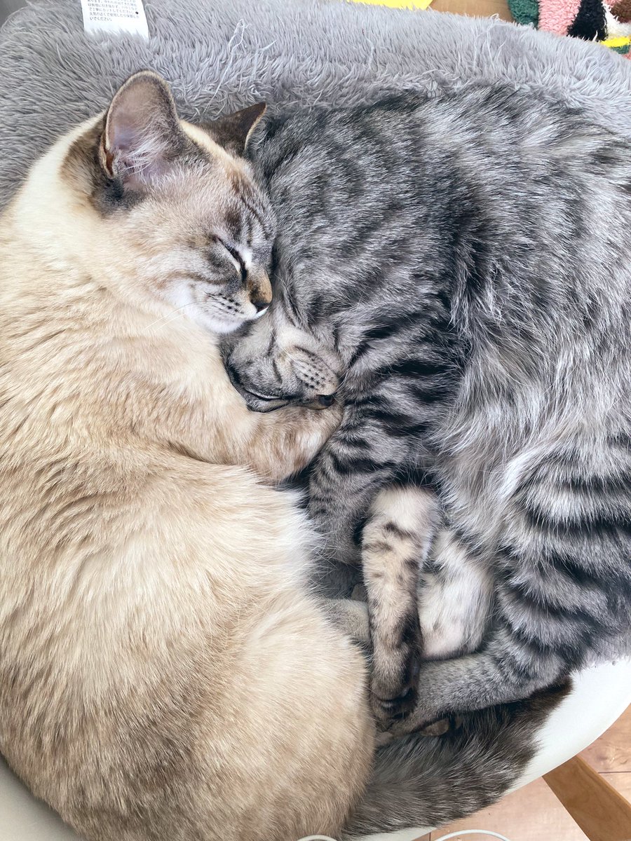 mina28k's tweet photo. パズル🧩みたいになって寝てる❣️
#ホタテとニビ #猫のいる暮らし https://t.co/pTH8JFf99i
