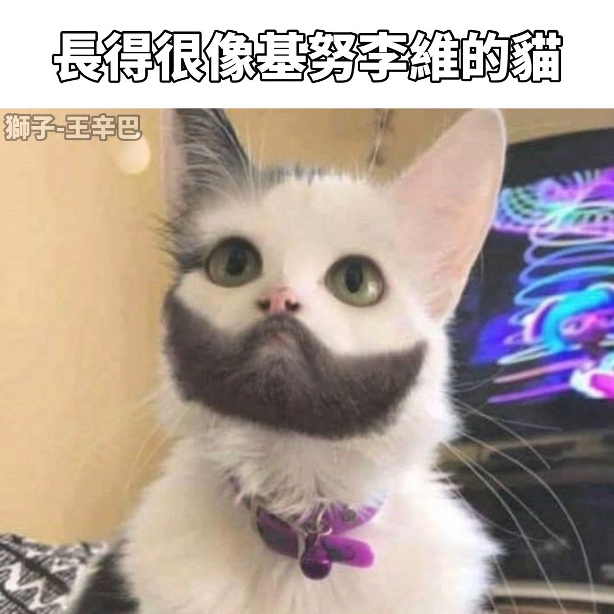 基努李維

#梗圖 #迷因 #有趣 #寵物 #貓