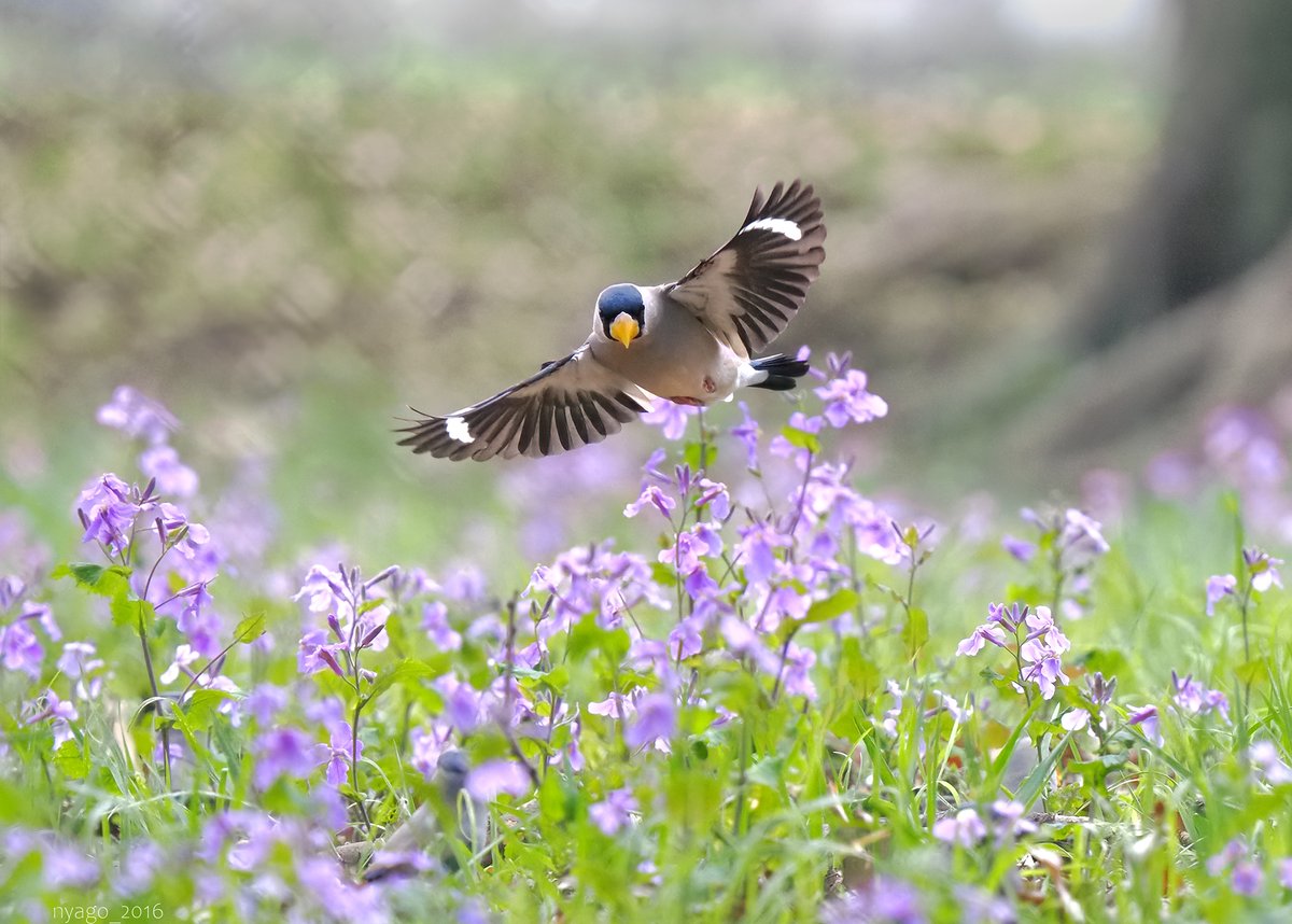 nyago_2016's tweet photo. こんなふうに飛んでくる♪
#ハナダイコン #イカル 
#JapaneseGrosbeak
#花大根 #damesrocket #花 #flowers #flower
#飛翔 #flying #鳥 #野鳥 #bird #wildbird https://t.co/5bgoDD3Tld