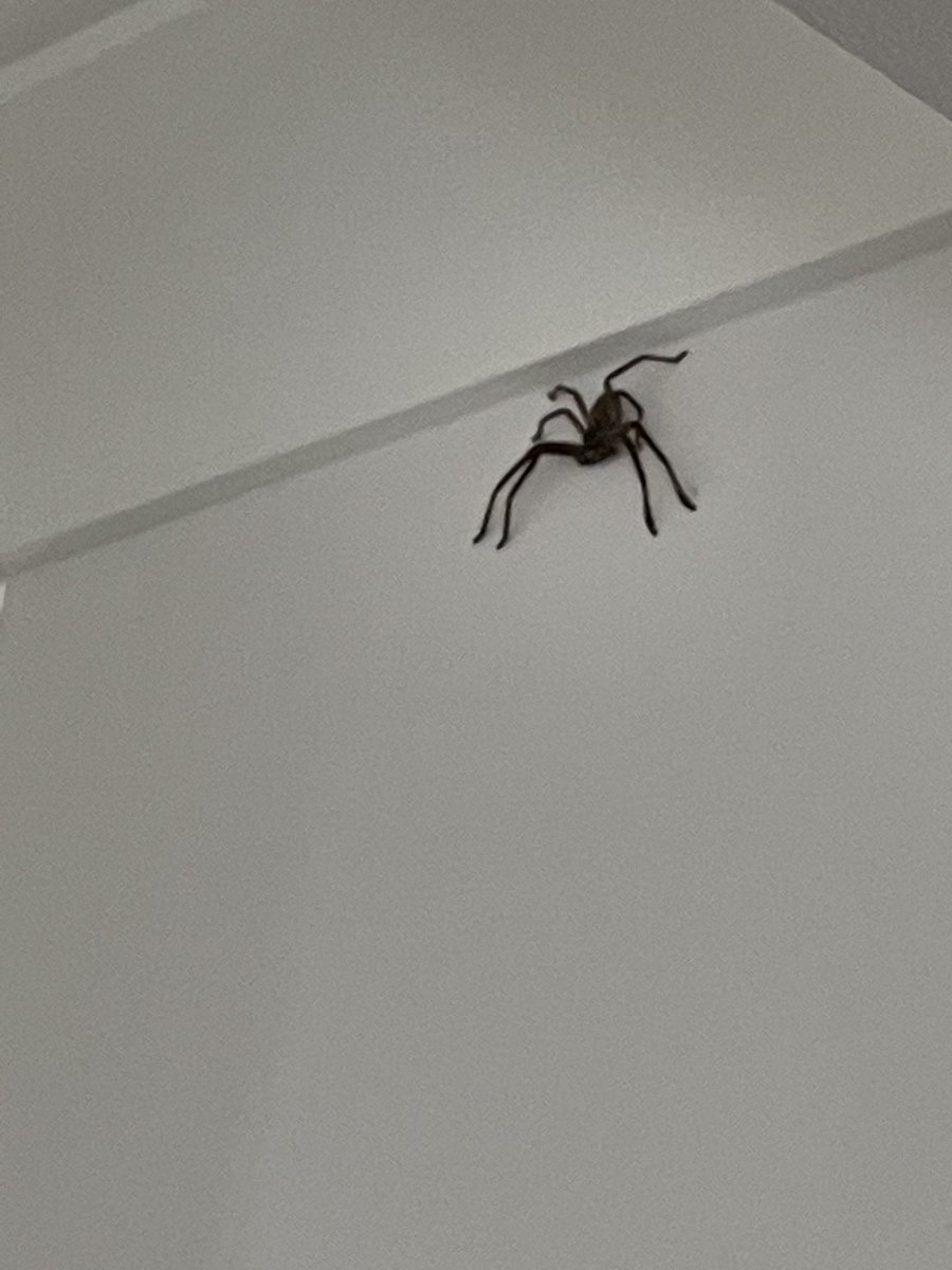 DanielC69008864's tweet photo. @ATSNFT This bloke just showed up to ApeSpaces Iβm Showing him the #ROTA2023 fam @ethmaxi @mushmoonz @JellyTrading #AussiePets https://t.co/TSmUJK8HYi