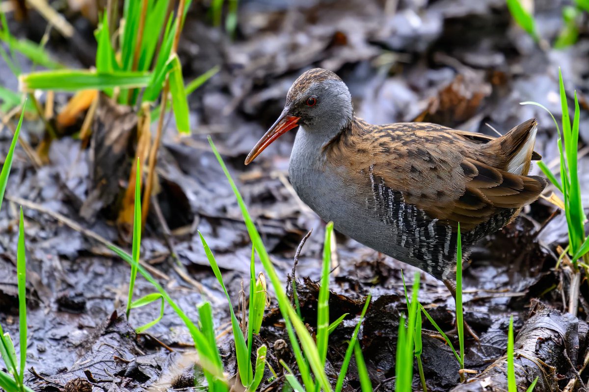 ted smith wildlife photography tweet media