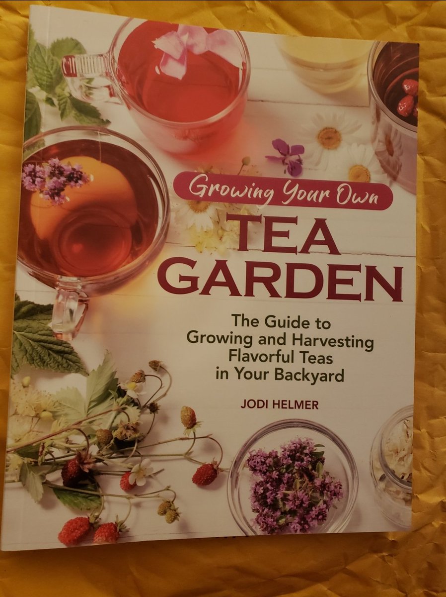 NoMoeTrouble's tweet image. Growing Your Own Tea 🍵 Garden. #SamplePage 

#garden #gardening #prepper #preppers #Tea #GodsPharmacy #HealThyself #Jesus 👑 🙏🏽 ♥️ 
☀ 💦 🌱🌿🥕👩🏽‍🌾