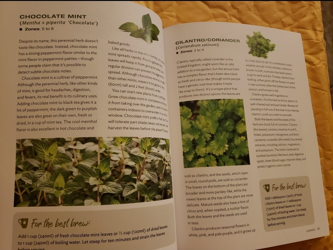 NoMoeTrouble's tweet image. Growing Your Own Tea 🍵 Garden. #SamplePage 

#garden #gardening #prepper #preppers #Tea #GodsPharmacy #HealThyself #Jesus 👑 🙏🏽 ♥️ 
☀ 💦 🌱🌿🥕👩🏽‍🌾