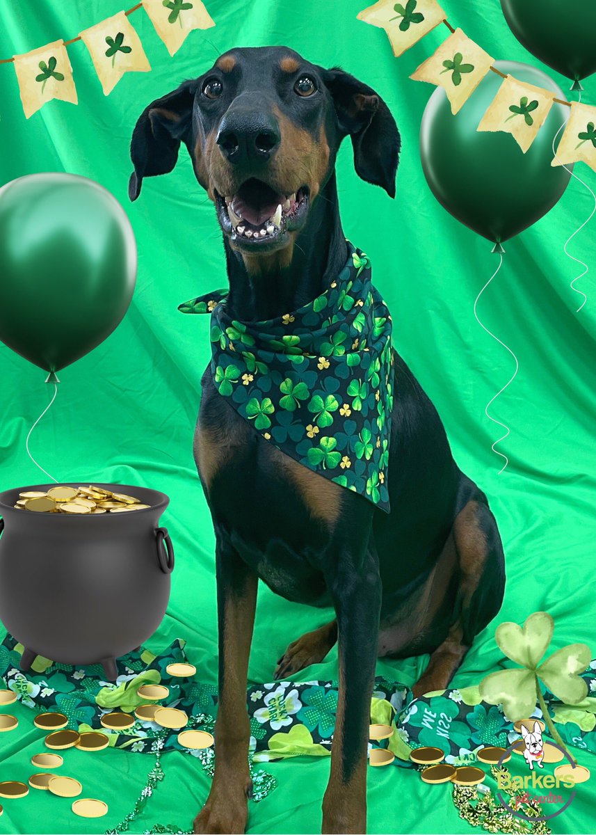 thebarkerspets's tweet photo. 🍀Happy St. Patrick’s Day!🍀 
Join Barkers pack and don’t miss a bit of fun! 
#dog #dogsofinstagram #barkerspetcenter #StPatricksDay2023 https://t.co/EvJ1Vbml51