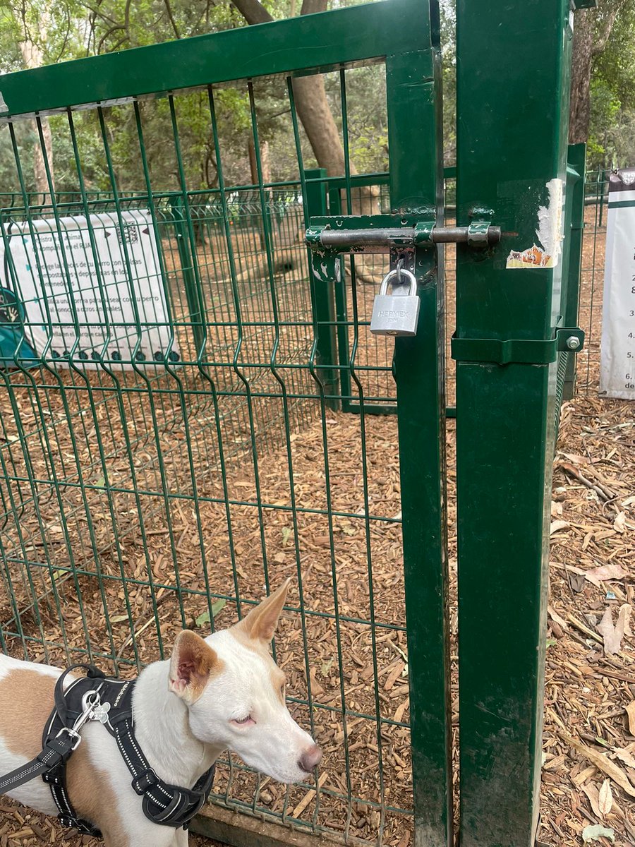 namkcitShctam's tweet photo. @pasotti @mauriciotabe @Claudiashein @GustavoGarciaMH @MHcesac @ObservaMH Vecinos de alrededor de la Gandhi ponen candado a parque de perros en Ruben Dario.  Informan que quieren que solo vayan perros de esa zona. Esto es una apropiación de un espacio público https://t.co/rt7SNA5seF