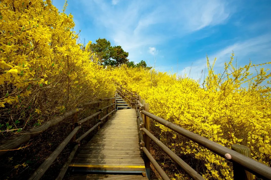 DermalMask's tweet image. Beautiful flowers!