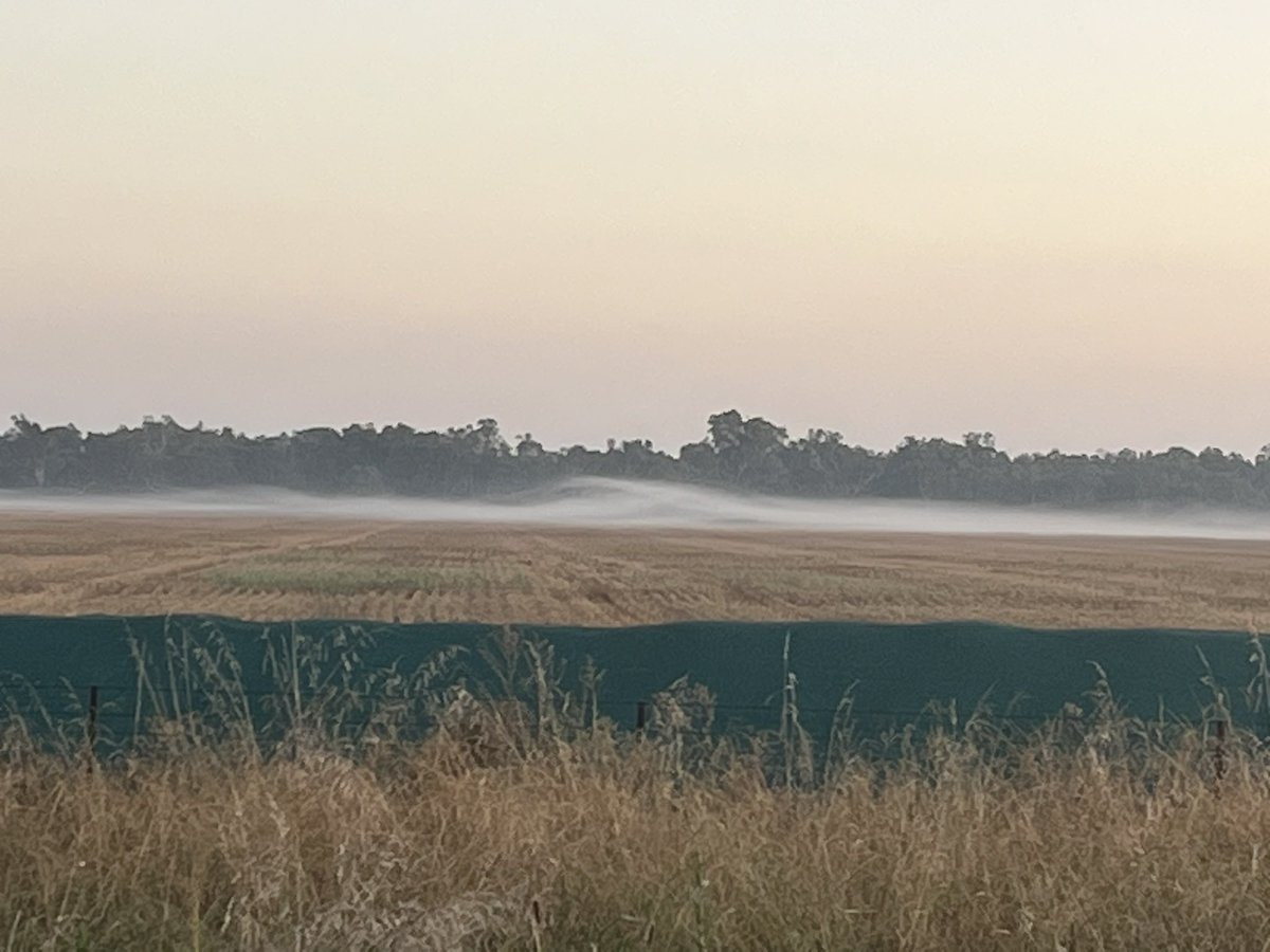 A perfect example of inversion. This is dust from a disc chain about 4km away before sunrise. Same would apply to chem application, but be invisible. Spraying conditions matter <a href="/spraydriftgirl/">Mary O'Brien</a>