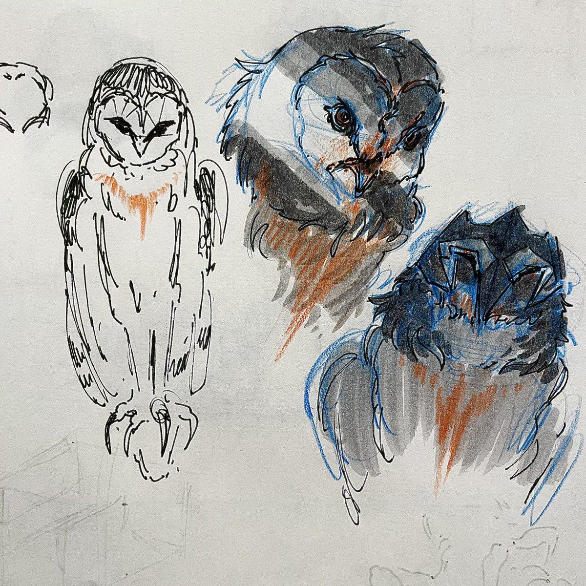 owlbabe (moved 🦋) tweet media