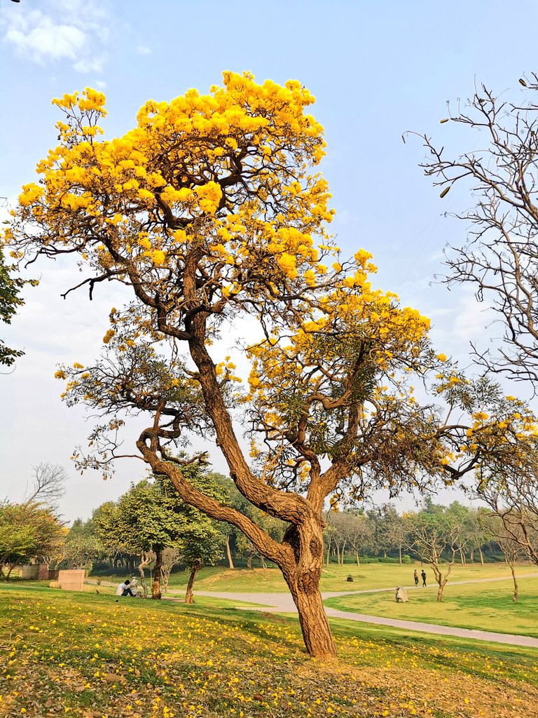 DelhiTrees on Twitter "The Caribbean Trumpet Trees aka Yellow Tabebuia (Tabebuia aurea) of