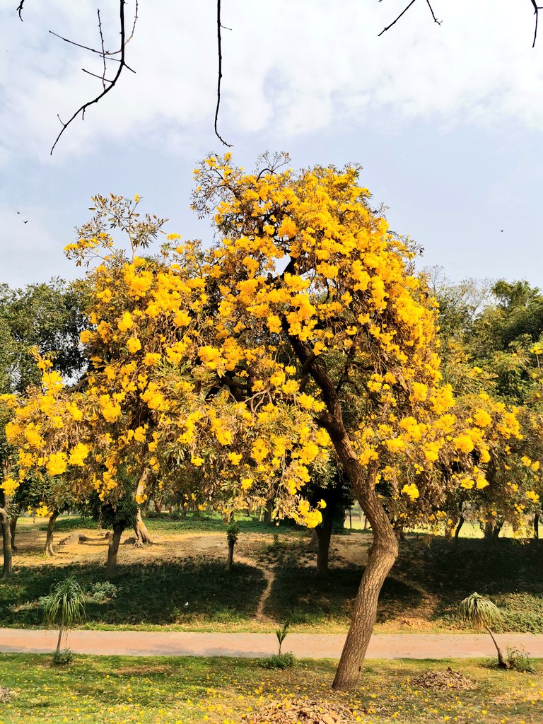 delhitrees's tweet photo. The Caribbean Trumpet Trees aka Yellow Tabebuia (Tabebuia aurea) of Rajghat are a sight to behold. https://t.co/79GipaDuZf