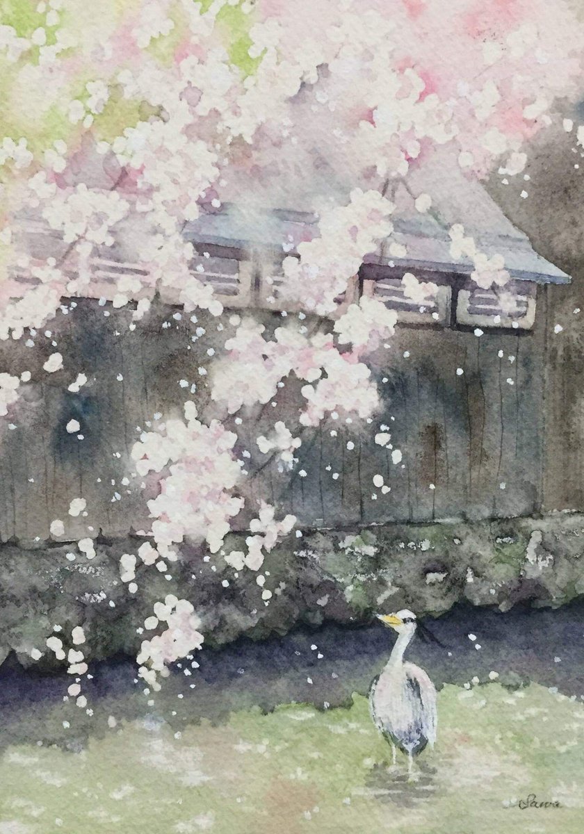 sawapipo's tweet photo. #桜の作品でTLにも桜を咲かせましょう https://t.co/E7dEUAtmEK