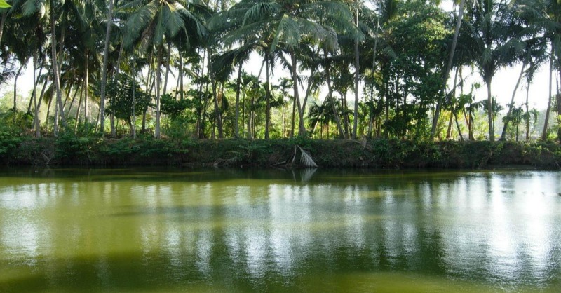 indiawater's tweet photo. Ponds are highly vulnerable to land-use pressures and environmental changes. What needs to be done to save them? Read on to know

#contamination #pollution #waterquality #ponds #ecology