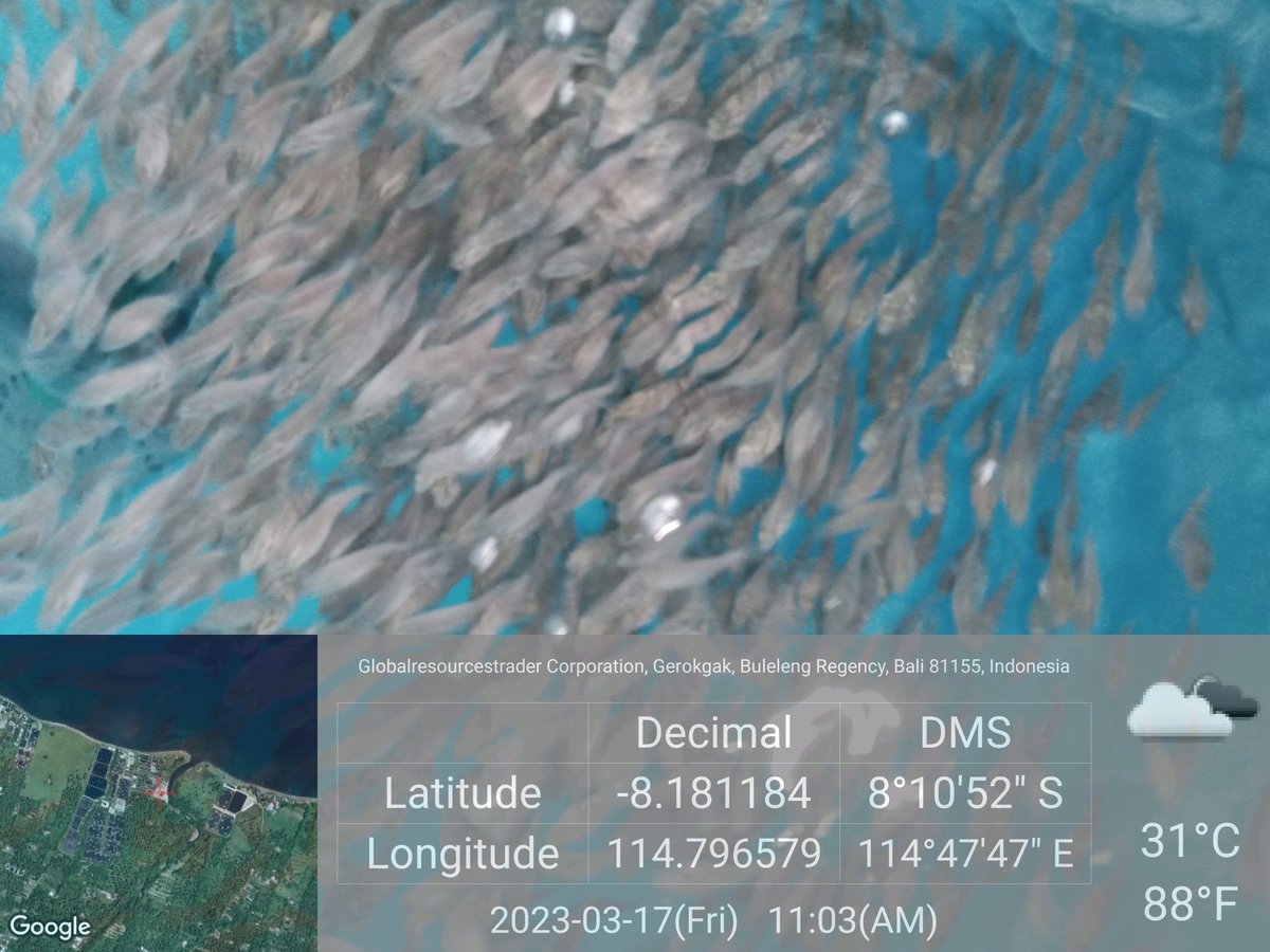 MarineCulture's tweet image. 17 MAR 2023
#ICSGRTC

Persiapan pakan buatan untuk benih ikan kerapu Epinephelus fuscoguttatus x Epinephelus lanceolatus.