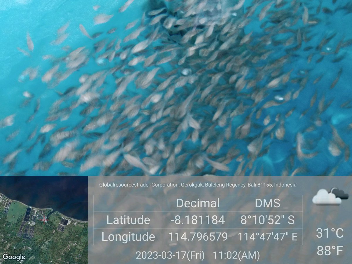 MarineCulture's tweet image. 17 MAR 2023
#ICSGRTC

Persiapan pakan buatan untuk benih ikan kerapu Epinephelus fuscoguttatus x Epinephelus lanceolatus.