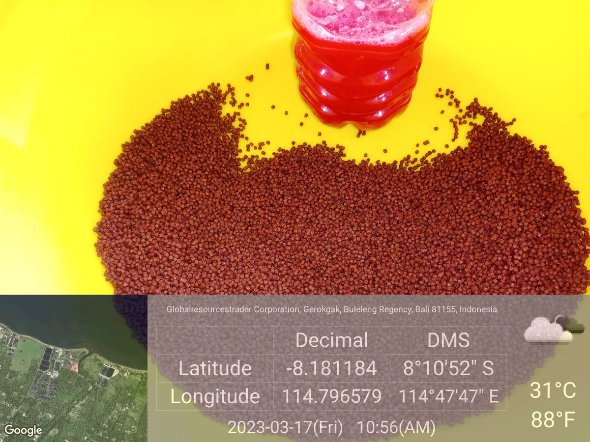 MarineCulture's tweet image. 17 MAR 2023
#ICSGRTC

Persiapan pakan buatan untuk benih ikan kerapu Epinephelus fuscoguttatus x Epinephelus lanceolatus.