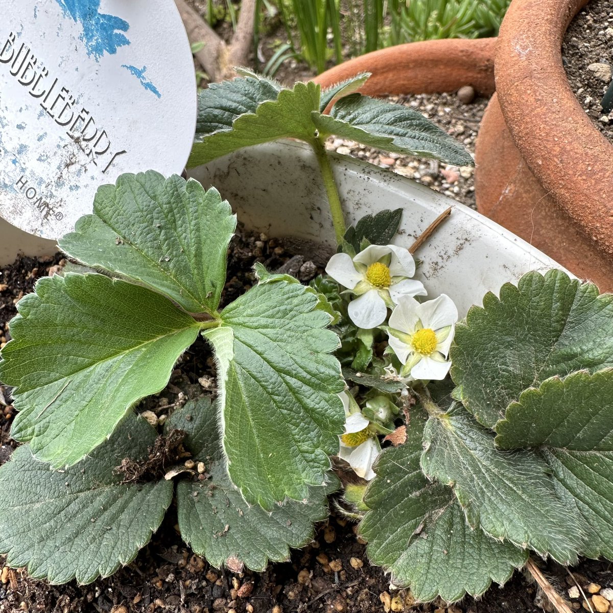 c15succulent's tweet photo. 左 superpineberry
右 bubbleberry
今この品種、流通してるのかな?
#苺
#superpineberry
#bubbleberry https://t.co/AA2tkHuucb